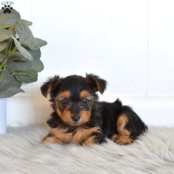 Star, Yorkie Puppy