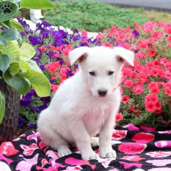 Starburst, German Shepherd Puppy