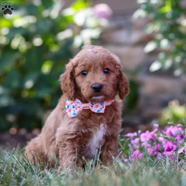 Stella, Mini Goldendoodle Puppy