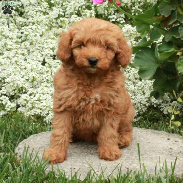 Stella, Cavapoo Puppy