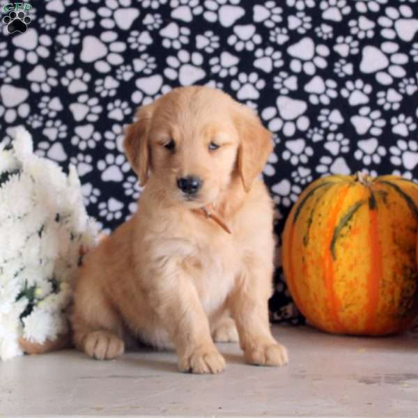 Stella, Golden Retriever Puppy