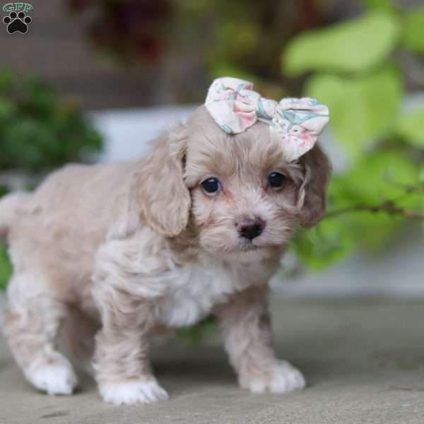 Stella, Cockapoo Puppy