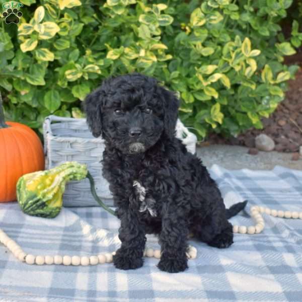 Stormy, Mini Goldendoodle Puppy