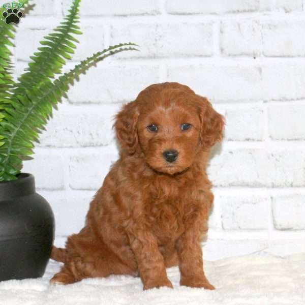 Sugar, Mini Goldendoodle Puppy