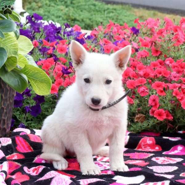 Sugar, German Shepherd Puppy