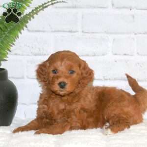 Sugar, Mini Goldendoodle Puppy