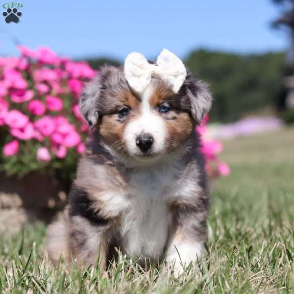 Sugar, Miniature Australian Shepherd Puppy