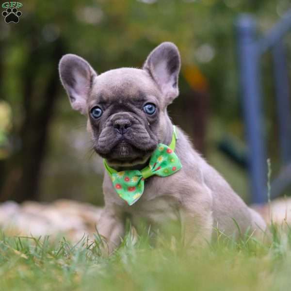 Sully, French Bulldog Puppy