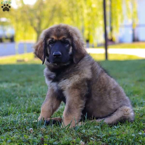 Summer, Newfoundland Mix Puppy