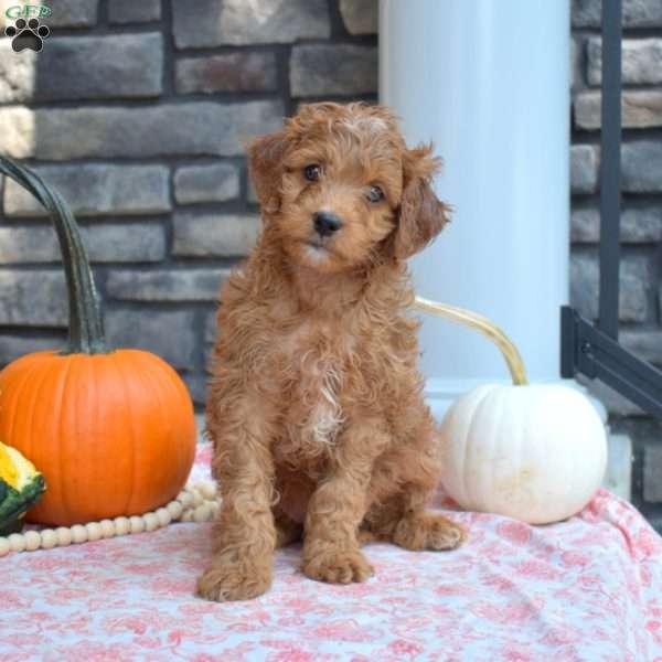 Summit, Cavapoo Puppy