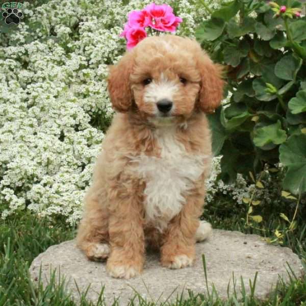 Sunny, Cavapoo Puppy