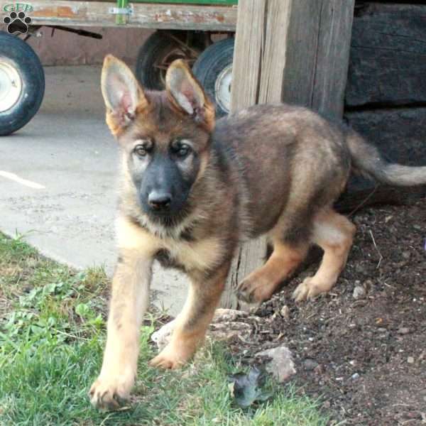 Sunny, German Shepherd Puppy