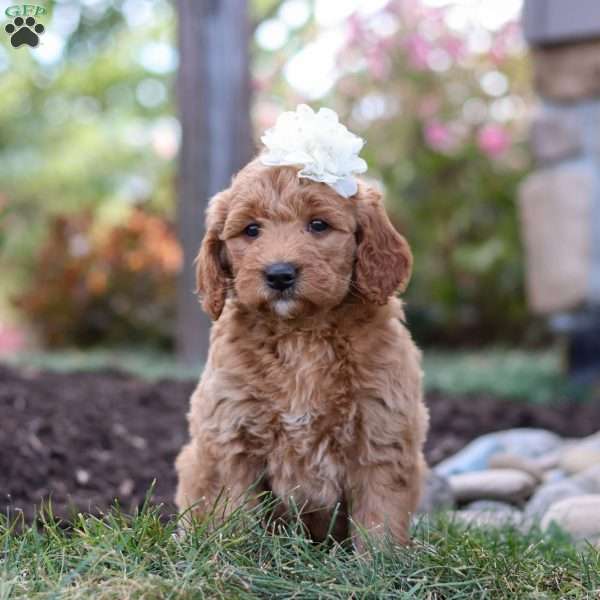 Sunshine, Mini Goldendoodle Puppy