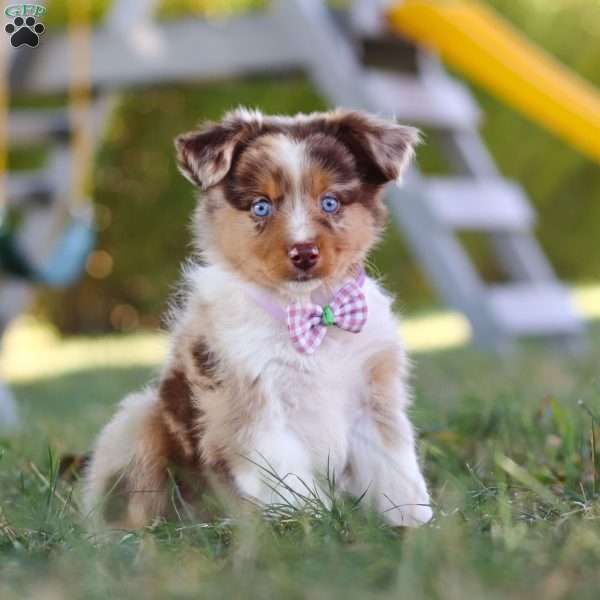 Susie, Miniature Australian Shepherd Puppy