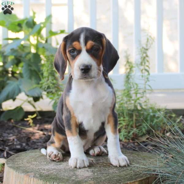 Susie, Beagle Puppy