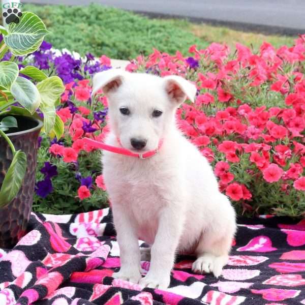 Suzie, German Shepherd Puppy