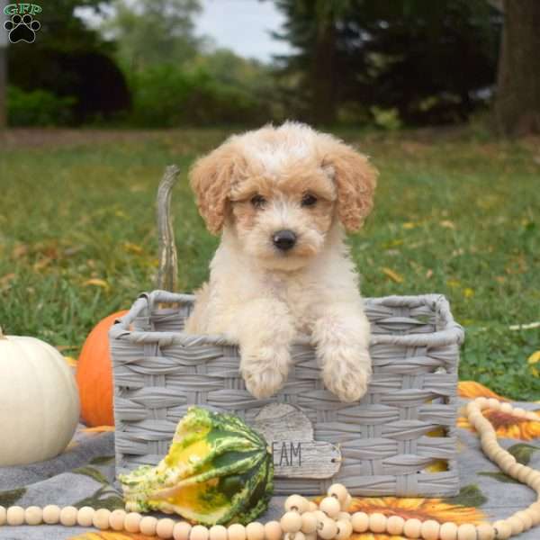 Suzy, Miniature Poodle Mix Puppy