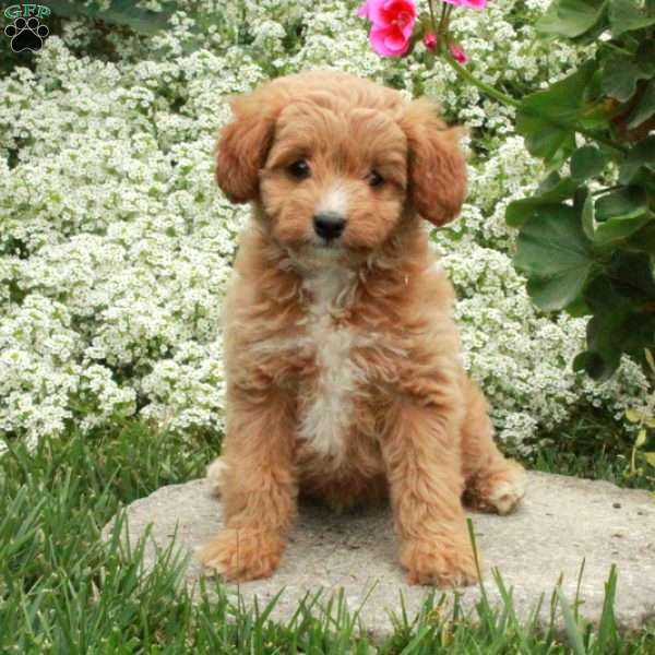 Sweetie, Cavapoo Puppy