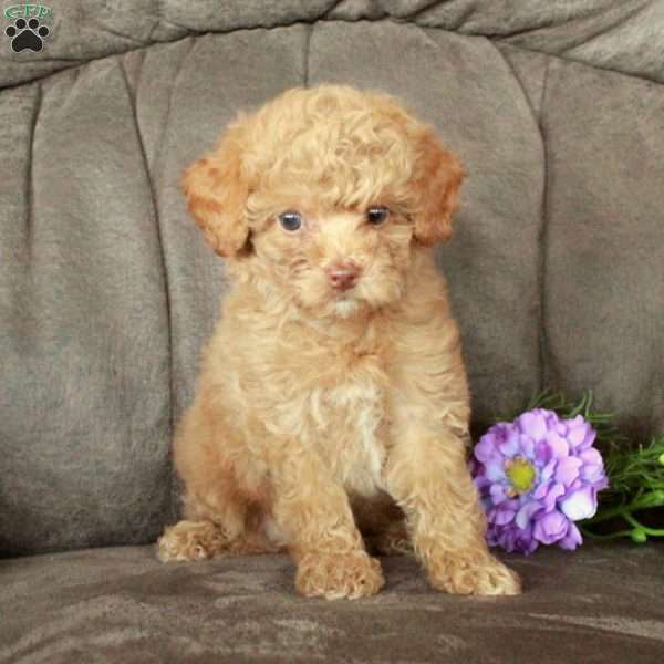 Tabby, Toy Poodle Puppy