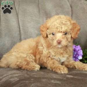 Tabby, Toy Poodle Puppy