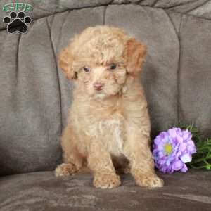 Tabby, Toy Poodle Puppy