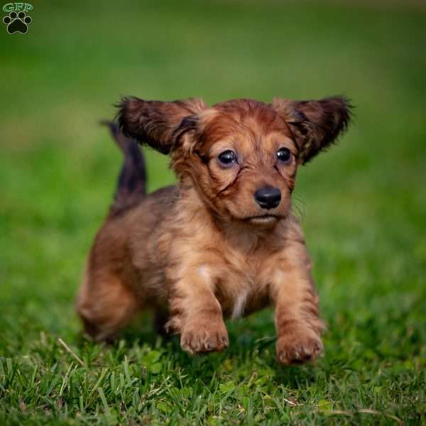 Taffy, Dachshund Puppy