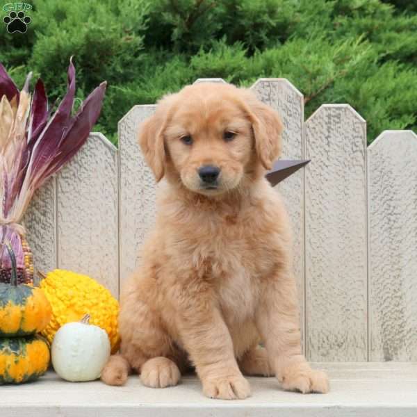 Taffy, Golden Retriever Puppy