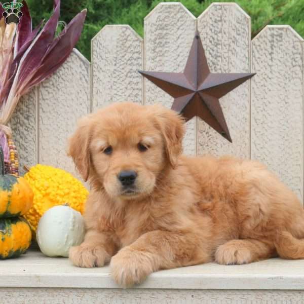 Talia, Golden Retriever Puppy