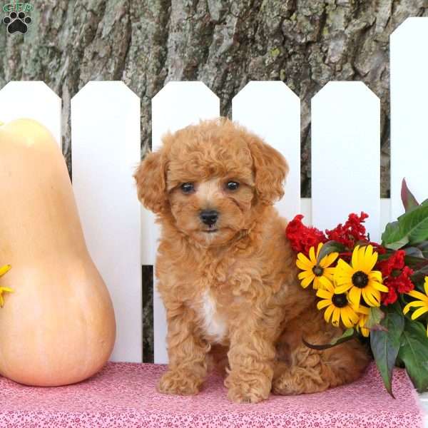 Tamara, Toy Poodle Mix Puppy