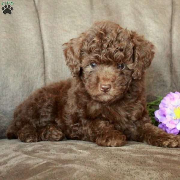 Tasha, Toy Poodle Puppy