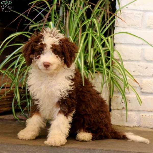 Tasha, Mini Bernedoodle Puppy