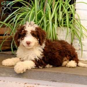 Tasha, Mini Bernedoodle Puppy