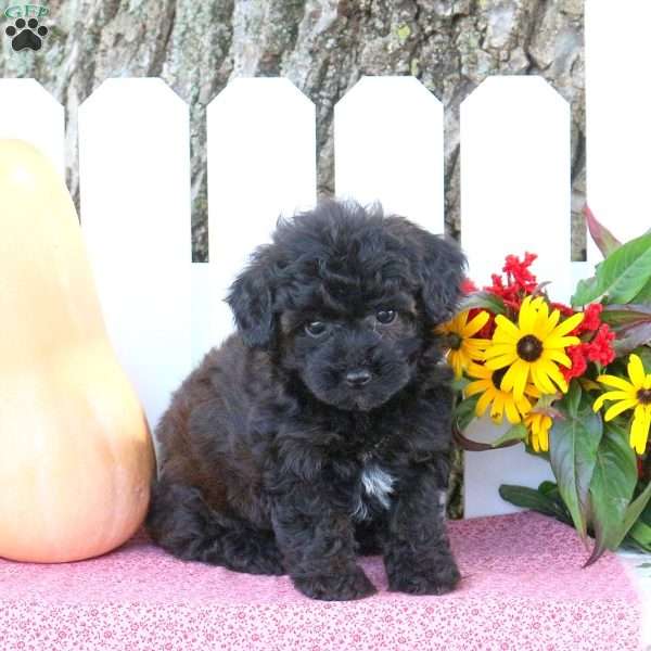 Tashey, Toy Poodle Mix Puppy