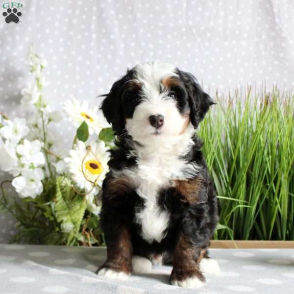 Tate, Mini Bernedoodle Puppy