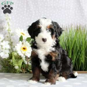 Tate, Mini Bernedoodle Puppy