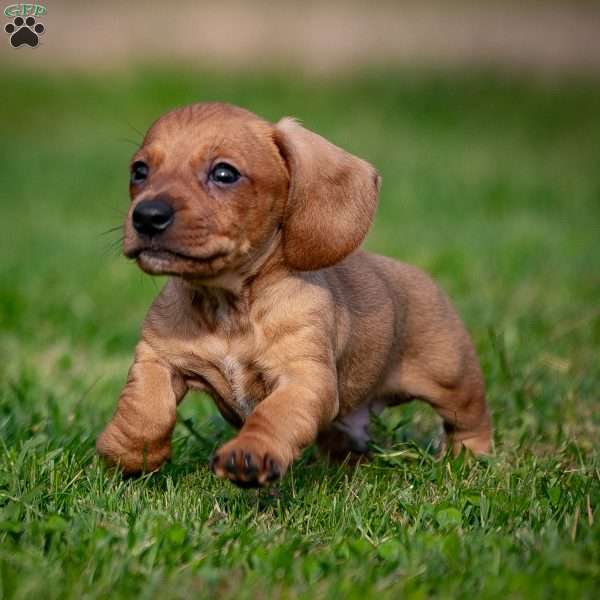 Tator, Dachshund Puppy