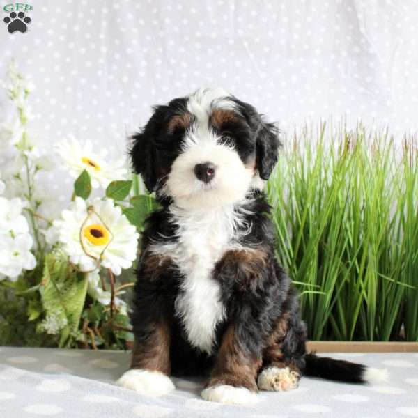 Taylor, Mini Bernedoodle Puppy