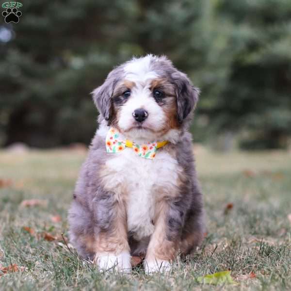 Teddy, Mini Bernedoodle Puppy