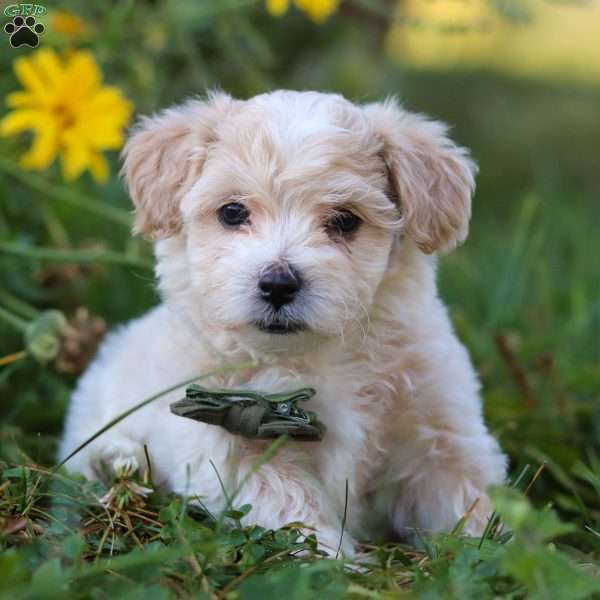 Teddy, Maltipoo Puppy