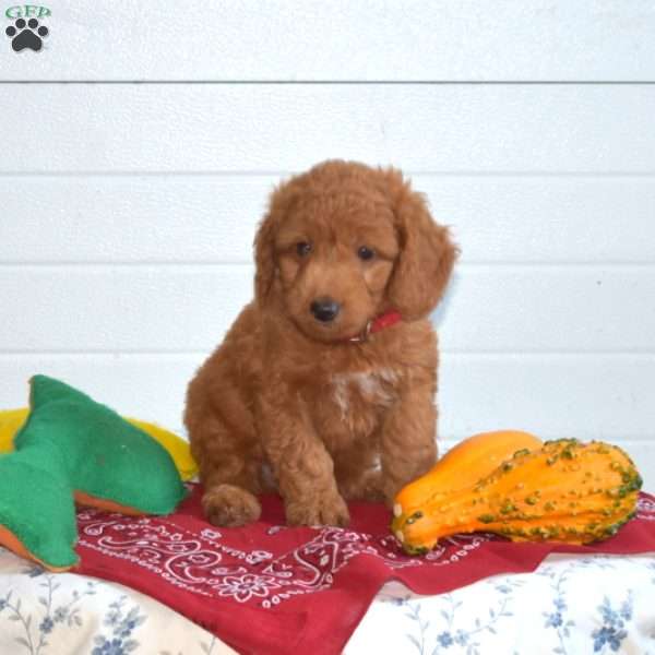 Teddy, Mini Goldendoodle Puppy