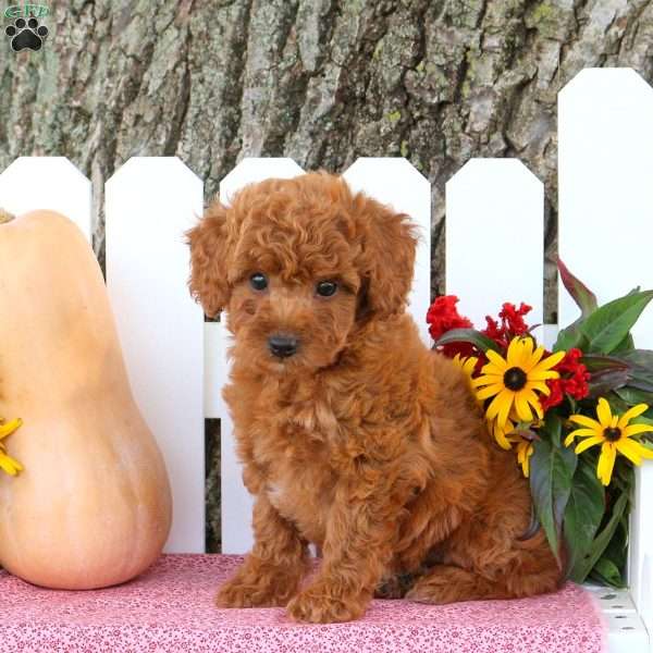 Teddy, Toy Poodle Mix Puppy