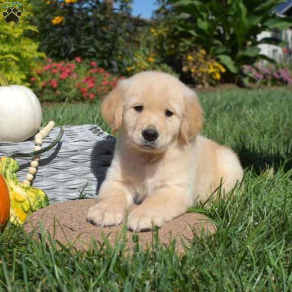 Teddy, Golden Retriever Puppy