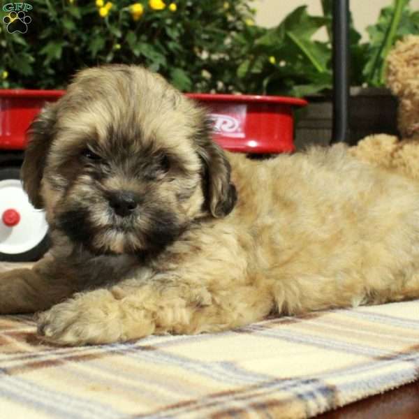 Teddy, Shih-Poo Puppy