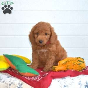 Teddy, Mini Goldendoodle Puppy