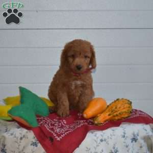 Teddy, Mini Goldendoodle Puppy