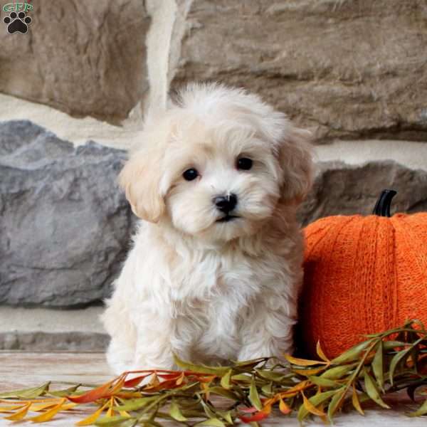 Teddy, Maltipoo Puppy