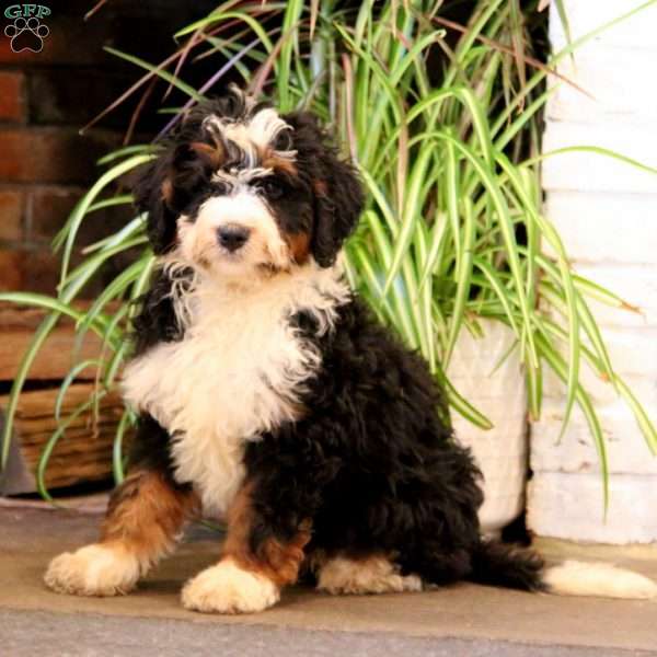 Teddy, Mini Bernedoodle Puppy