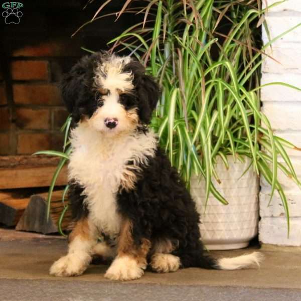 Teresa, Mini Bernedoodle Puppy