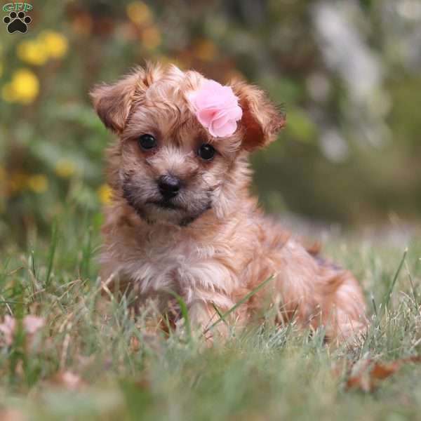 Tess, Yorkie Poo Puppy