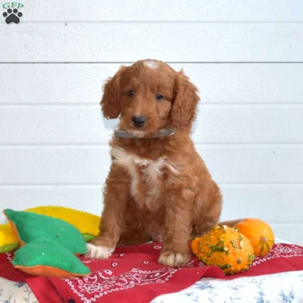 Tex, Mini Goldendoodle Puppy